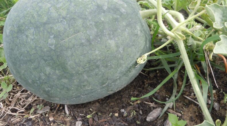 Maximum leaf area produces maximum watermelons in a garden. PHOTO CREDIT: Walter Reeves