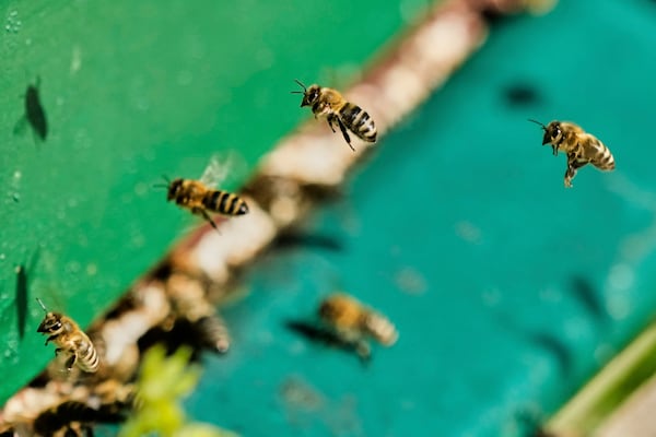 Honey bees are pictured in a beehive in Wehrheim near Frankfurt, Germany, on the "world bee day" on Tuesday, May 20, 2025. (AP Photo/Michael Probst)