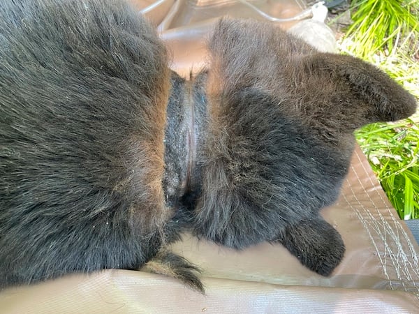 In this image provided by the Michigan Department of Natural Resources, the neck of a black bear is shown after a lid was removed after two years on June 3, 2025, near Hillman, Mich. ( Michigan Department of Natural Resources via AP)