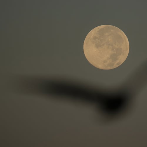 A bird flies in front of the Harvest Supermoon in San Francisco, Tuesday, Oct. 7, 2025. (AP Photo/Jeff Chiu)