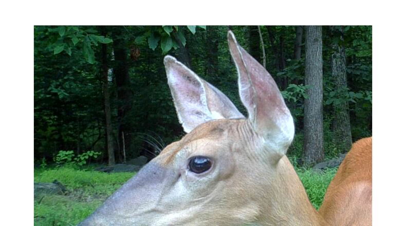 The ears of deer, rabbits, foxes and other animals (white-tailed deer doe shown here) are engorged with blood vessels that help radiate heat from their bodies. (Courtesy of Catfan660/Creative Commons)