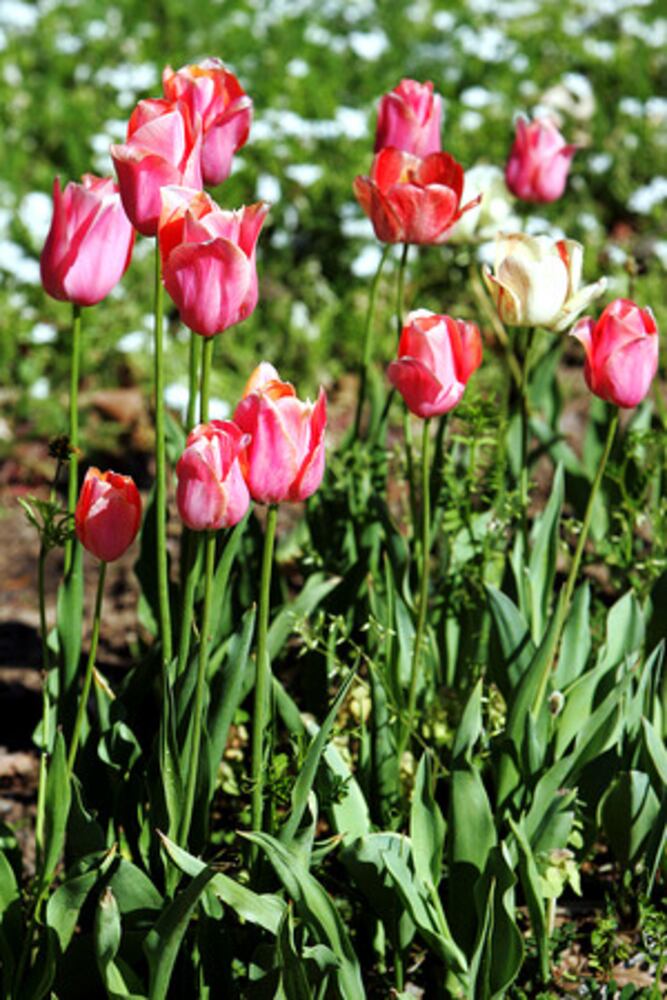 Quick course: What's blooming in metro Atlanta