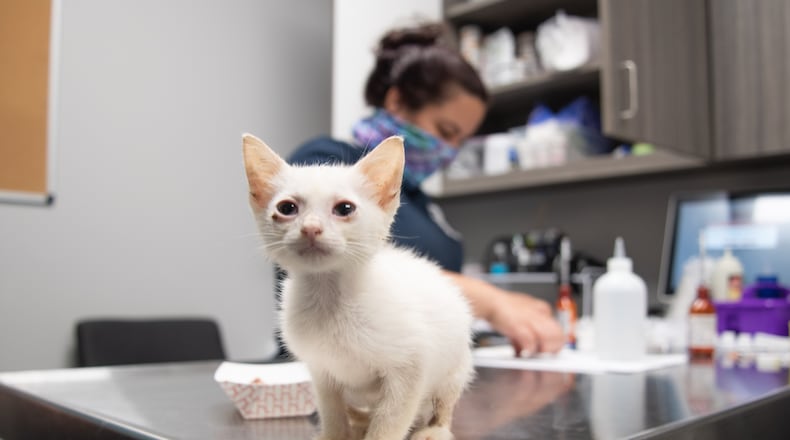 All of the kittens need veterinary care and foster homes, officials said.