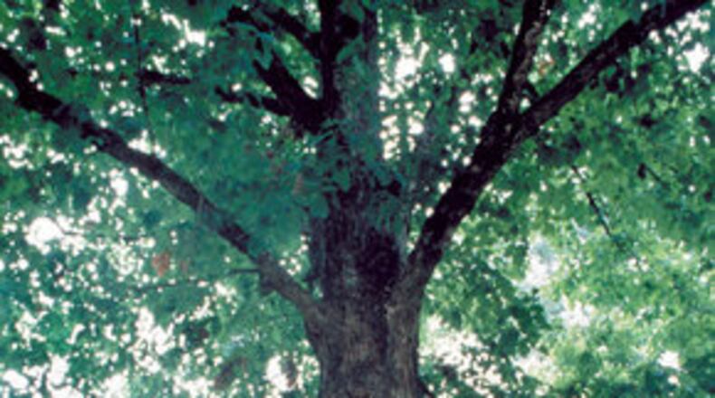 The Tree That Owns Itself is a landmark. Col. William H. Jackson so loved a large white oak on his property that he willed to the tree all the land within 8 feet of its trunk. The present tree was grown from an acorn of the original.