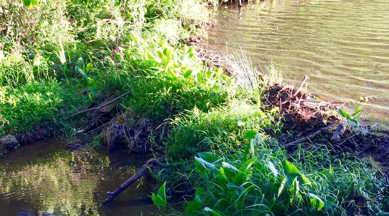A portion of the network of beaver dams on the old United Methodist Children’s Home property. Deputy City Manager Hugh Saxon said eventually these dams may need evaluation for soil and water control. Bill Banks file photo for the AJC