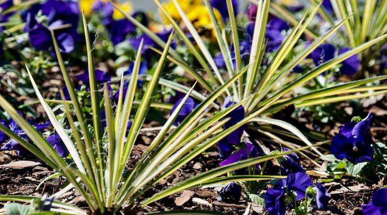 These Color Guard yuccas seem to be the perfect foliage partner for this newly planted bed of pansies. (Norman Winter/TNS)
