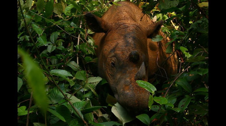 FILE PHOTO: Imam, the last Sumatran rhinoceros in Malaysia, died Saturday. (Photo: Willem v Strien/Flickr/Creative Commons)