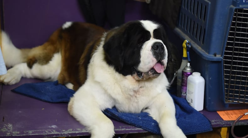 A St. Bernard, similar to the one pictured here, only mostly all white in color, has won the coveted canine record of longest tongue.