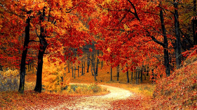 The colors of autumn means it's time for the annual quota deer hunt near Buford Dam on Lake Lanier. Certain recreational areas will be closed to the public Tuesday through Thursday, Nov. 17-19. The hunt is an archery-only event for previously permitted hunters.