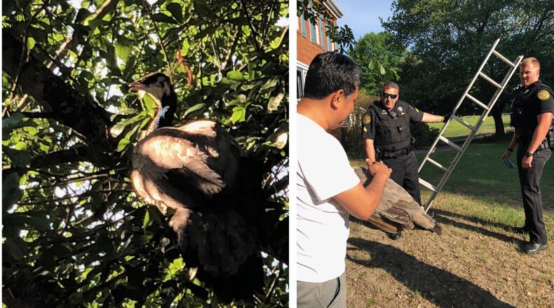 A peacock was rescued from a tree in Duluth on Monday morning.