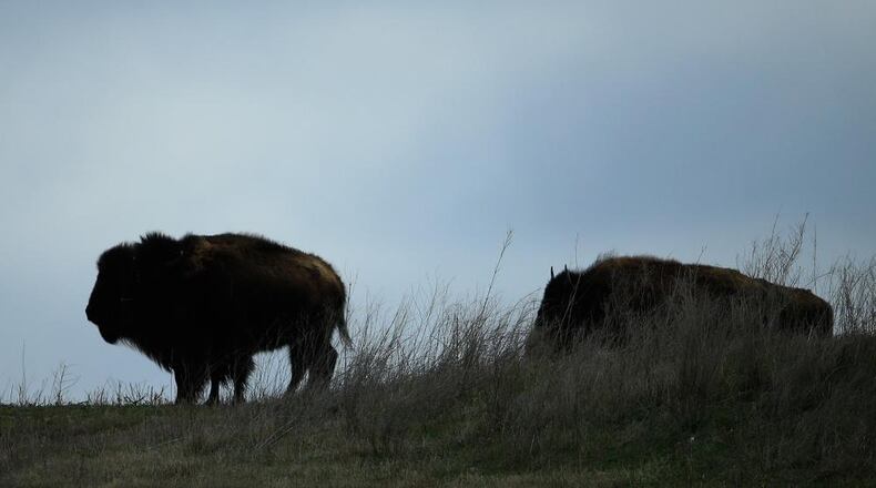An Oregon man was sentenced in federal court on charges that included taunting a bison at Yellowstone National Park.