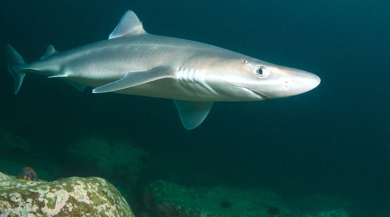 Spiny dogfish shark