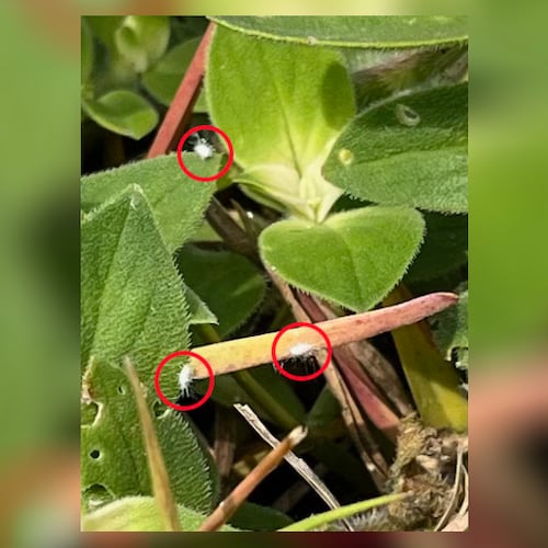 The circled insects are pasture mealybugs, which can spread quickly and cause significant damage to grasses. (Courtesy of the Georgia Department of Agriculture)