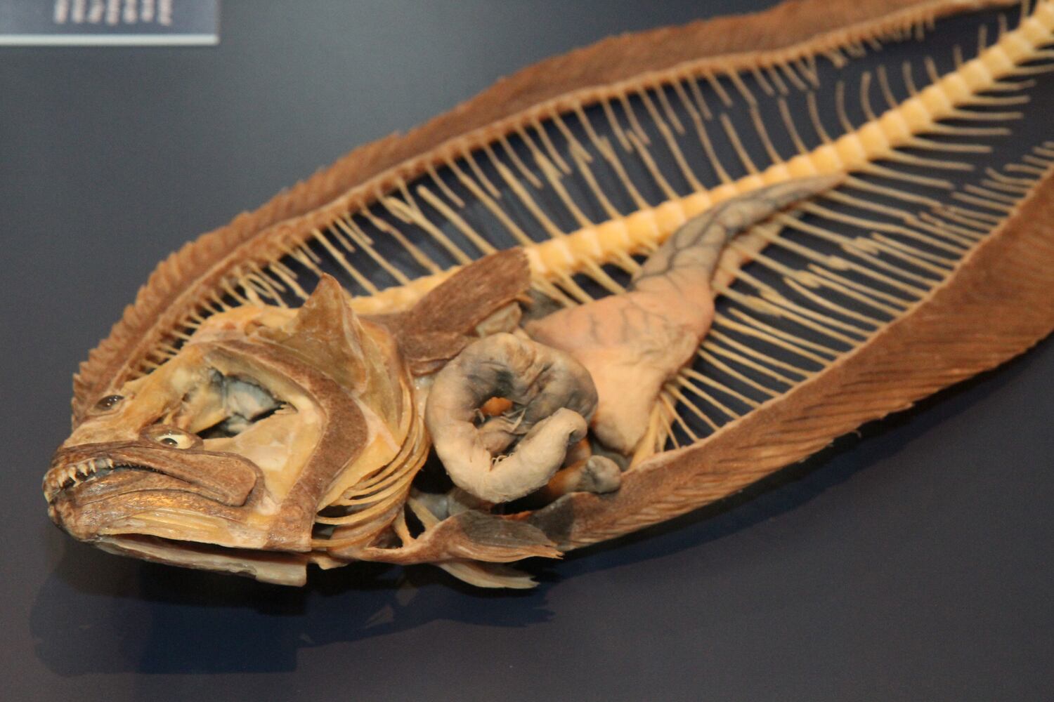 Sea Monsters Revealed: Aquatic Bodies at Georgia Aquarium