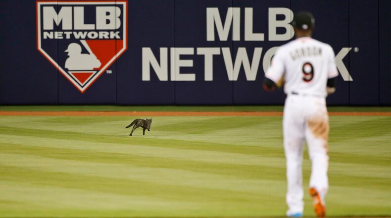 Miami Marlins second baseman Dee Gordon (9) attempts to catch a cat that wandered onto the field during the fifth inning of a baseball game against the Atlanta Braves, Tuesday, April 11, 2017, in Miami.