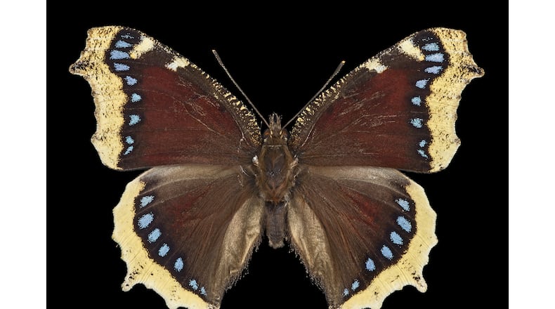 Nymphalis antiopa MHNT CUT 2013 3 13 Tombebœuf Male Dorsal