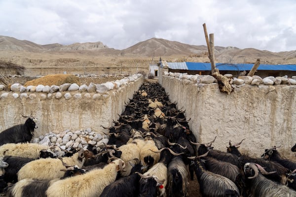 A herd of sheep passes through an alley as they are taken for grazing near the hills at the newly relocated settlement of the abandoned Samjung village in the Mustang region, 462 kilometers (288 miles) west of Kathmandu, Nepal, Saturday, April 19, 2025. (AP Photo/Niranjan Shrestha)