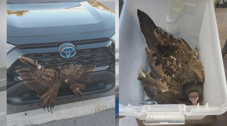 A vulture is recovering after being struck by a driver last weekend, according to a Facebook post by the Tybee Island Police Department. (Tybee Island Police Department)
