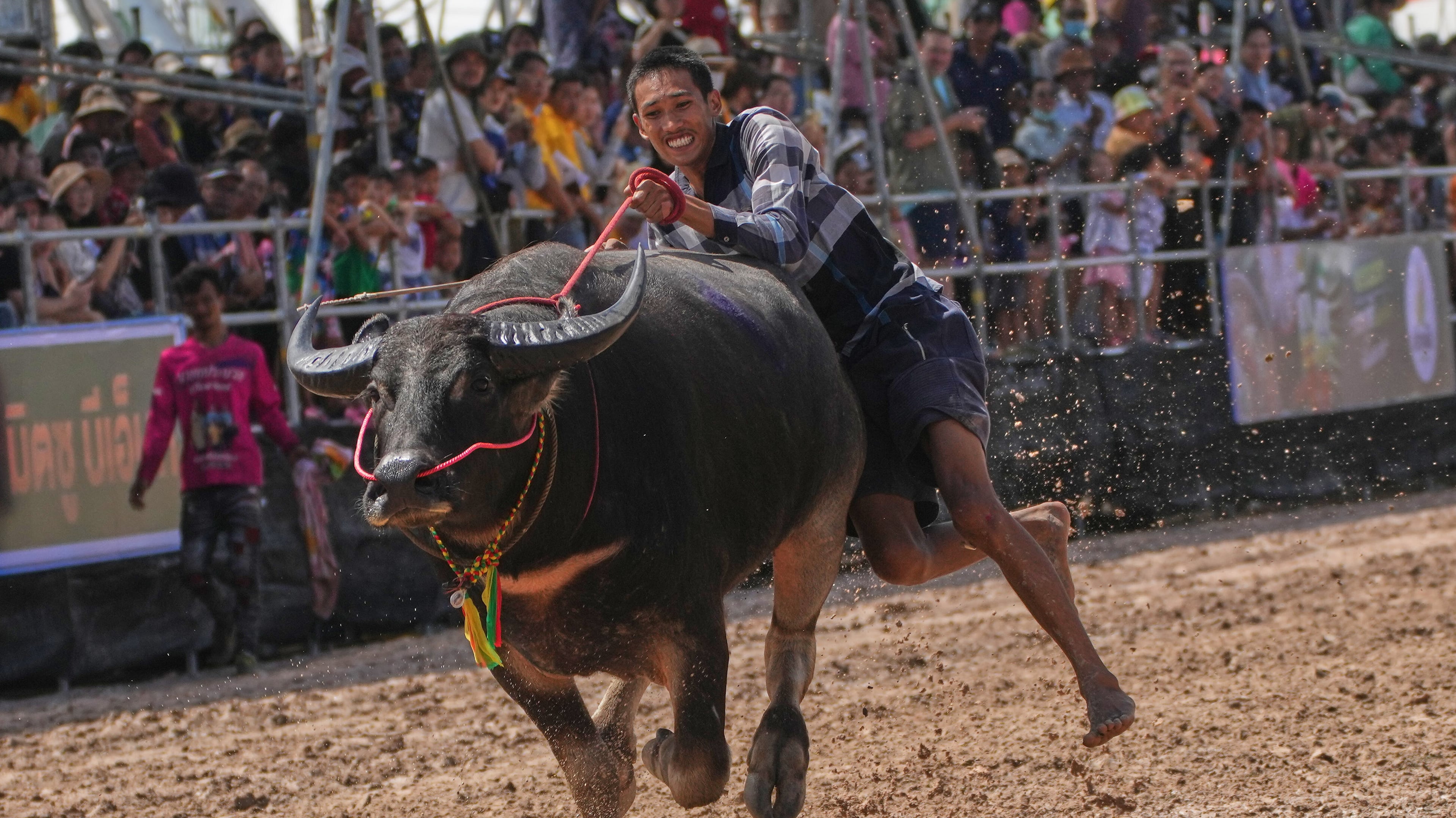 A Thai buffalo rider loses his balance and falls in a sprint event during an annual buffalo racing festival in Chonburi, Thailand, Monday, Oct. 6, 2025. (AP Photo/Sakchai Lalit)