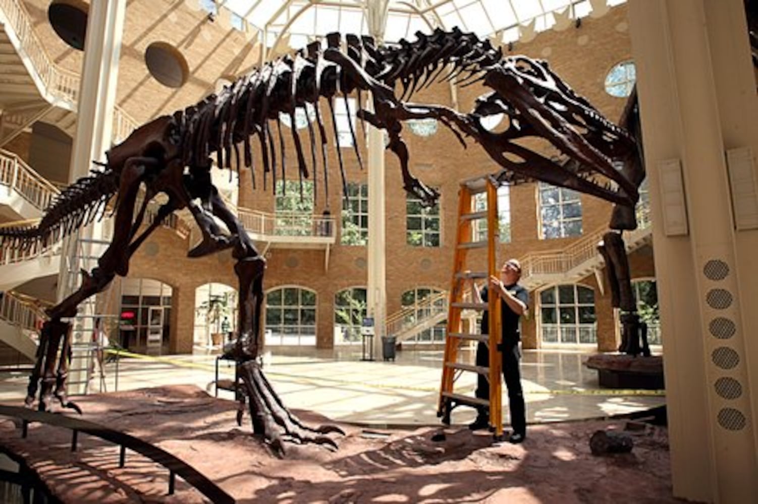 Atlanta dinosaurs get all cleaned up