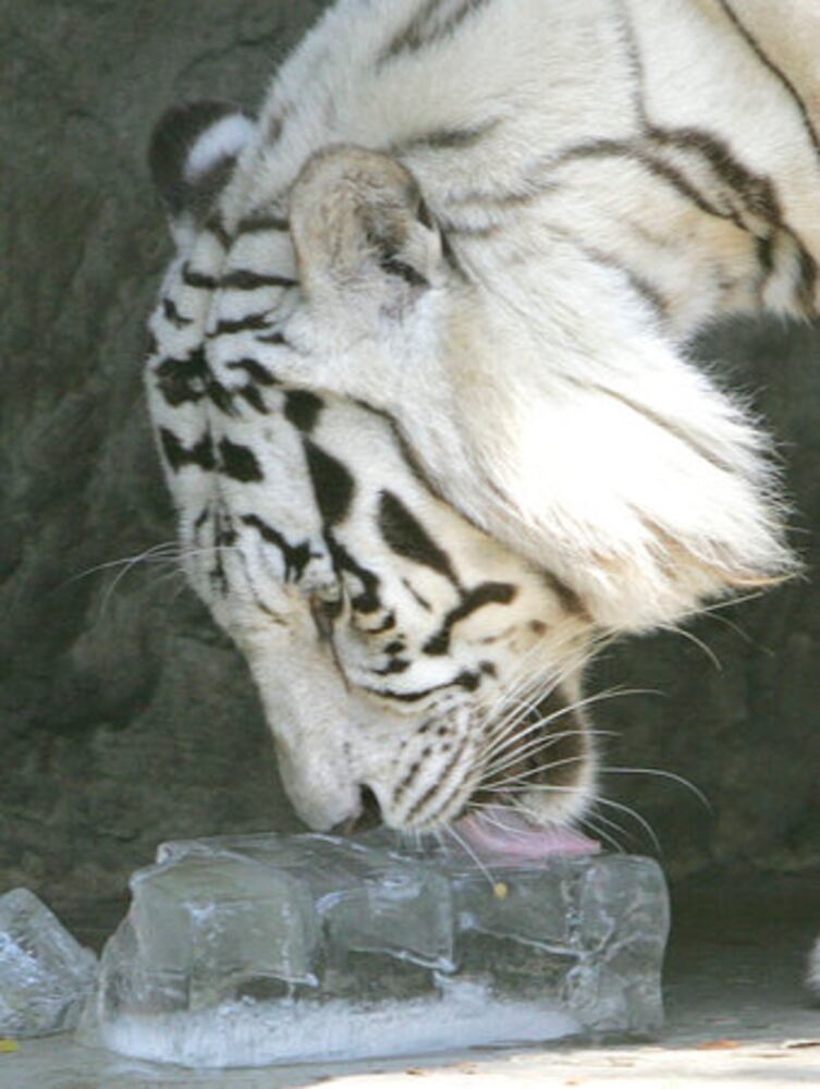 Bangkok zoo animals cool off from summer heat