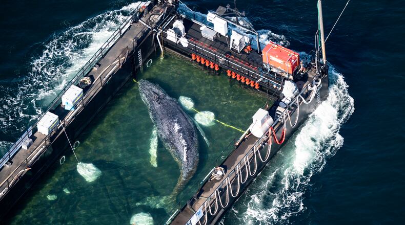 The humpback whale recovered from a shallow bay off Wismar is being transported towards the North Sea in a flooded cargo ship just before the Danish border in Fehmarn, Germany, Wednesday, April 29, 2026. (Philip Dulian/dpa via AP)