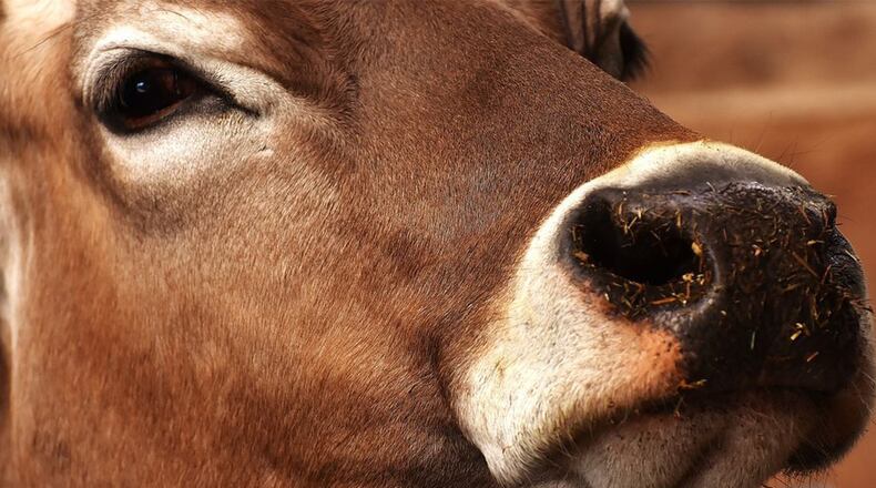 Forty cows escaped a slaughterhouse and ended up in a Los Angeles suburb where one was killed after charging a family, authorities said Wednesday. (AJC file photo)