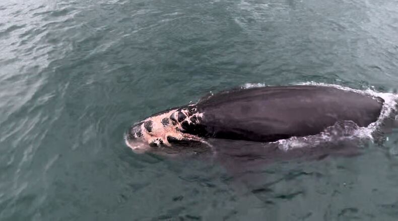 Wildlife officials are on the lookout for an injured right whale calf, one of just nine born this winter off the Georgia coast.