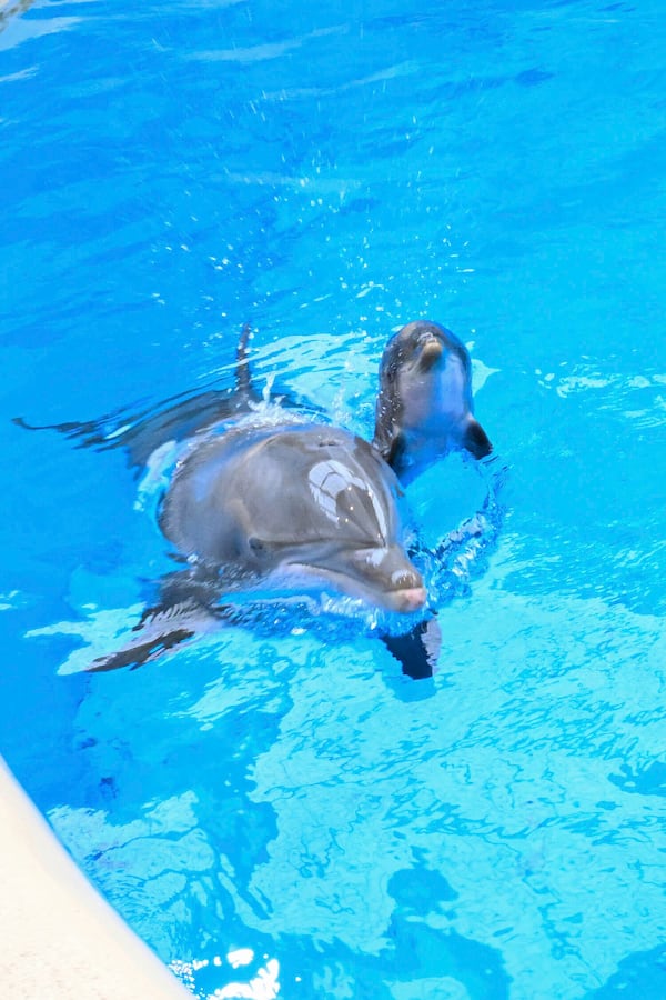 This photo provided by Brookfield Zoo Chicago, bottlenose dolphins "Allie" takes her newly born calf to the surface at the Brookfield Zoo Chicago on Saturday, June 7, 2025. (Brookfield Zoo Chicago via AP)
