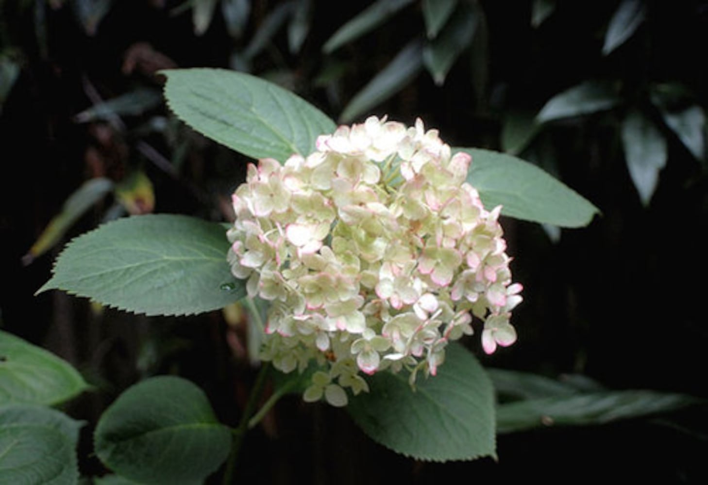 Avondale Estates garden: The 10-year plan