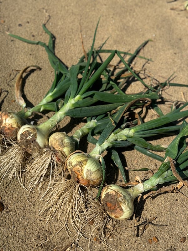 The Collins family grows sweet yellow and red onions on 500 acres in Cobbtown. (Courtesy of Collins Family Farms)
