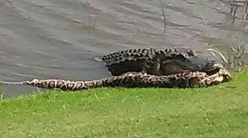 Pat Aydellot's photo of the alligator eating the python, which was posted to the Classics Country Club at Lely Resort's Facebook page. (Courtesy Classics Country Club at Lely Resort)