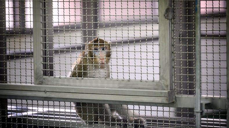 The company behind the proposed Bainbridge breeding facility, Safer Human Medicine, has said macaque monkeys raised there, like the one pictured, would be shipped elsewhere for use in research. (Mladen Antonov/AFP via Getty Images/TNS)