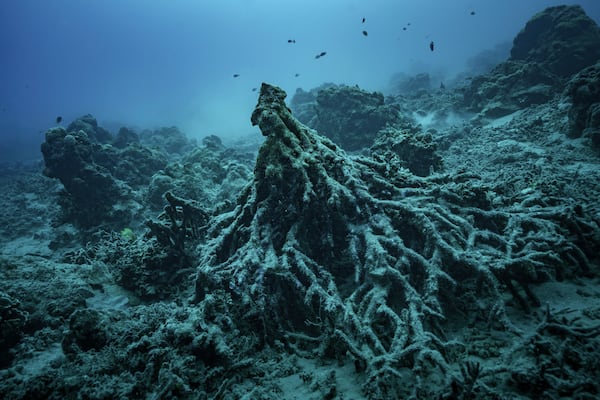 What remains of the "Tree of Life" on Sunday, July 20, 2025, is visible off the coast of Efate Island, Vanuatu, after being toppled by cyclones in 2023 and further damaged by an earthquake in 2024. (AP Photo/Annika Hammerschlag)