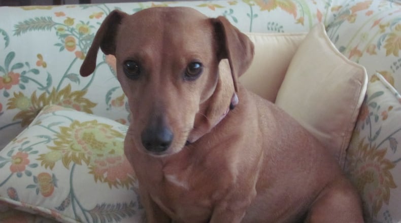 Lola, a mixed-breed dachshund that died in 2013, was adopted by the Monyak family from a dog rescue group.