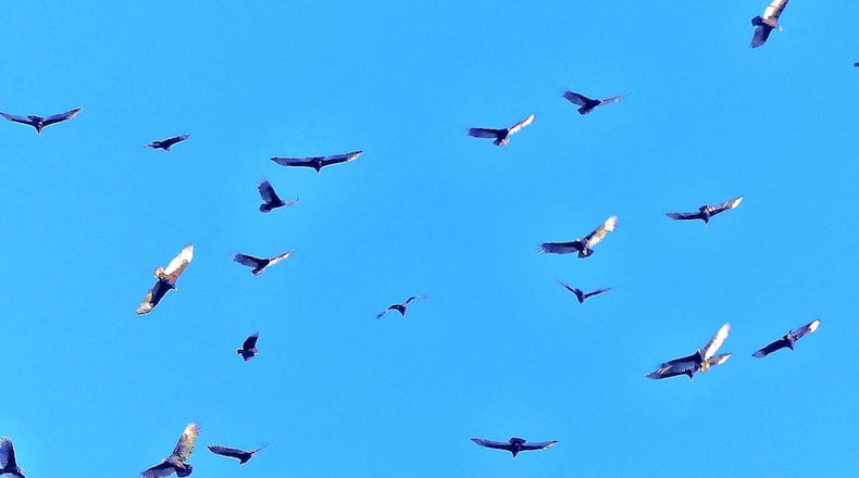 A "kettle" of migrating black vultures and turkey vultures (Georgia's two vulture species) wheel and soar over Vidalia. Migratory vultures from up North join Georgia's year-round resident vultures for the winter. (Charles Seabrook for The Atlanta Journal-Constitution)