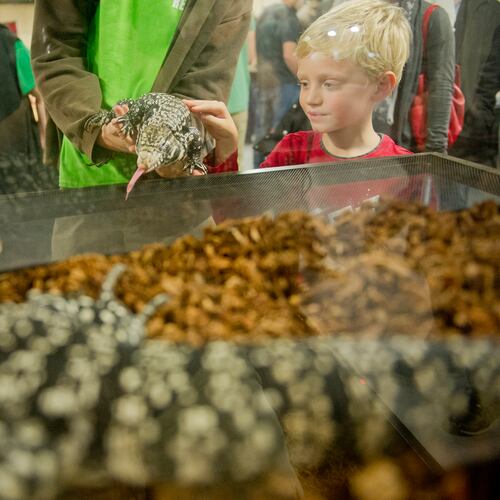 Philip Liebenberg pets a black and white Argentine tegu during Repticon at the Gwinnett County Fairgrounds in Lawrenceville in 2013. (Jonathan Phillips for the AJC)