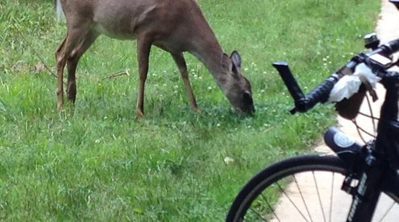Joe Coppolino took this photo onn May 11 at Big Creek Greenway. According to traillink.com Big Creek Greenway spans nearly 20 miles, connecting Cumming, Alpharetta, and Roswell. The paved trail is currently open in two disconnected sections with a gap of a couple miles in northeast Alpharetta. The southern portion (Roswell/Alpharetta section) runs parallel to, and on the east side of, North Point Parkway. With the opening of the new section north of Webb bridge, it now extends from the dead end on Marconi Drive (off Windward Parkway) south 8.6 miles to a parking lot at Big Creek Park off Old Alabama Road near Holcomb Bridge Road in Fulton County.