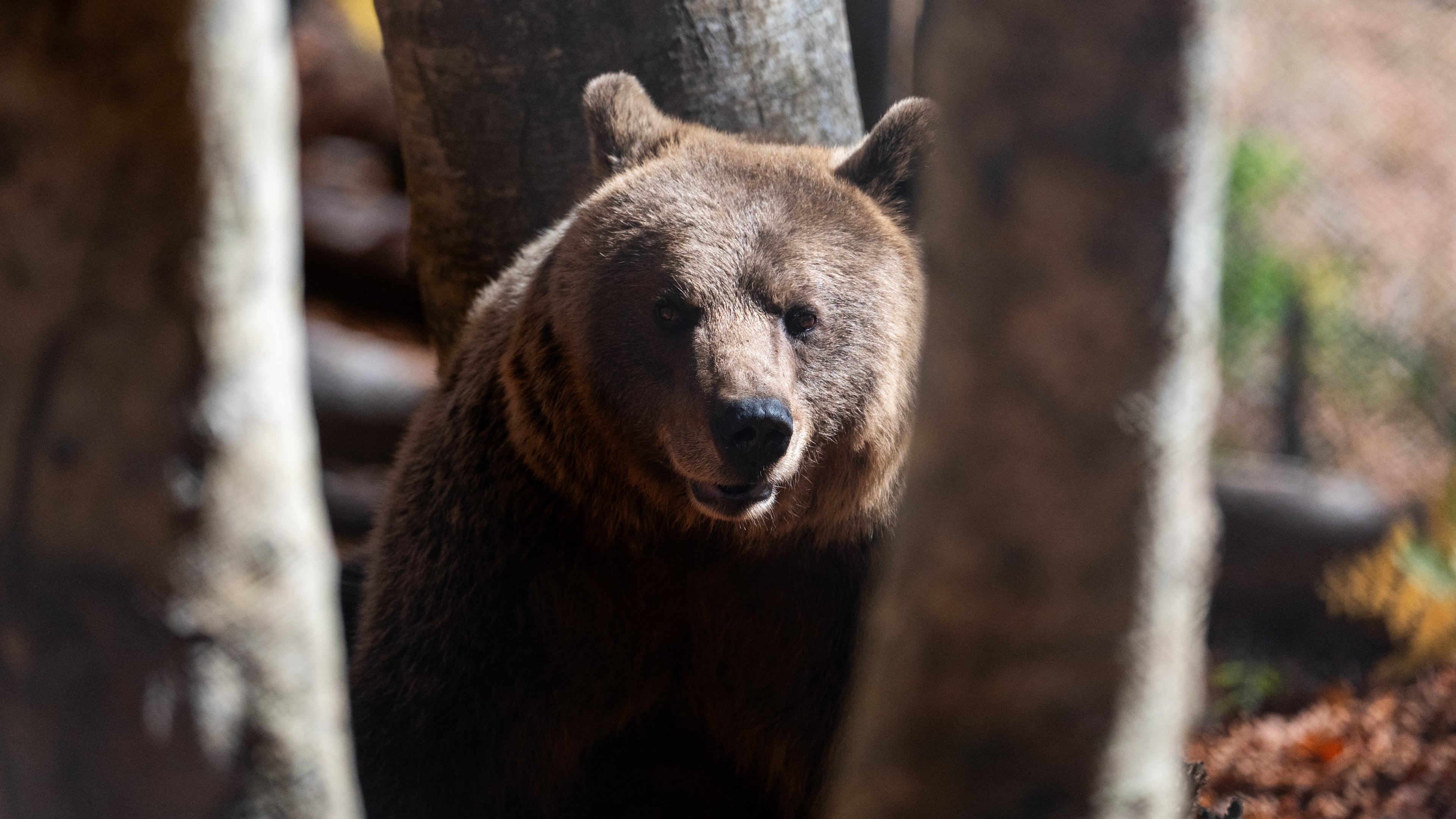 A brown bear peers through the trees inside the Arcturos bear sanctuary in Nymfaio, northern Greece, on Thursday, Oct. 30, 2025. (AP Photo/Giannis Papanikos)