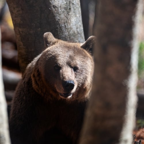 A brown bear peers through the trees inside the Arcturos bear sanctuary in Nymfaio, northern Greece, on Thursday, Oct. 30, 2025. (AP Photo/Giannis Papanikos)