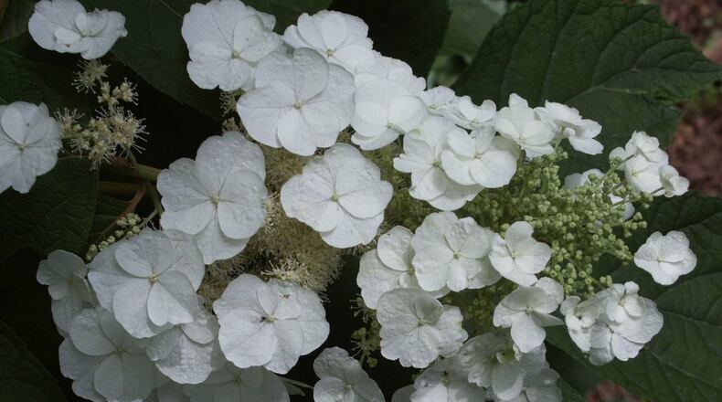 Rooted cuttings of oakleaf hydrangea and other woody shrubs can be stored in a trench during winter. CONTRIBUTED BY WALTER REEVES