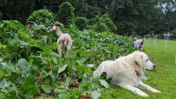 A guard dog and a goat are hard at work in Autumn Park.
