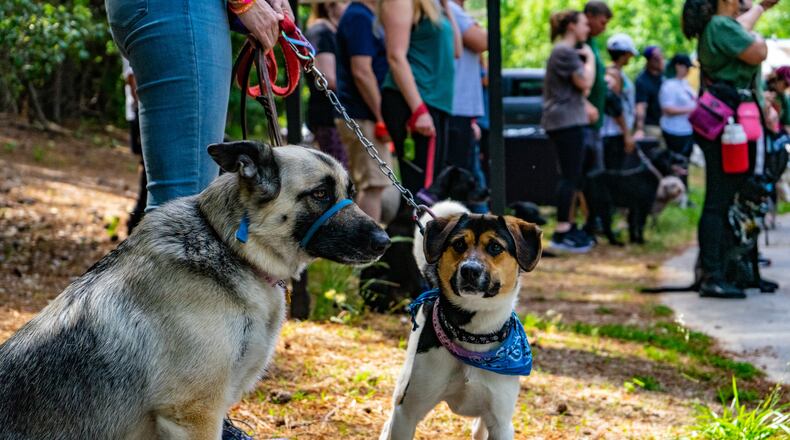 Top Dogg K9 Foundation held their first annual walk of 22 minutes at Tribble Mill Park in Lawrenceville on May 22. Top ambassador for Top Dogg, former Falcons player and active Air Force captain, Ben Garland, along with Hayden Hurst, Falcon’s tight end, joined in leading the “Give $22 #Save 22” campaign: a monthly donation of $22 to save the average number of 22 veterans that commit suicide each day (nationally).