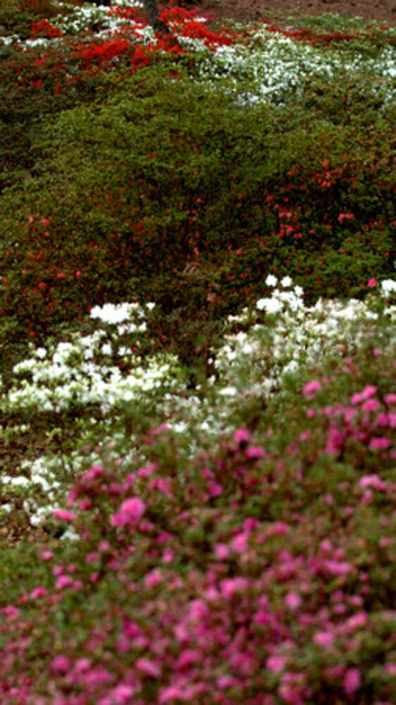 You know it's spring in Georgia when the azaleas bloom