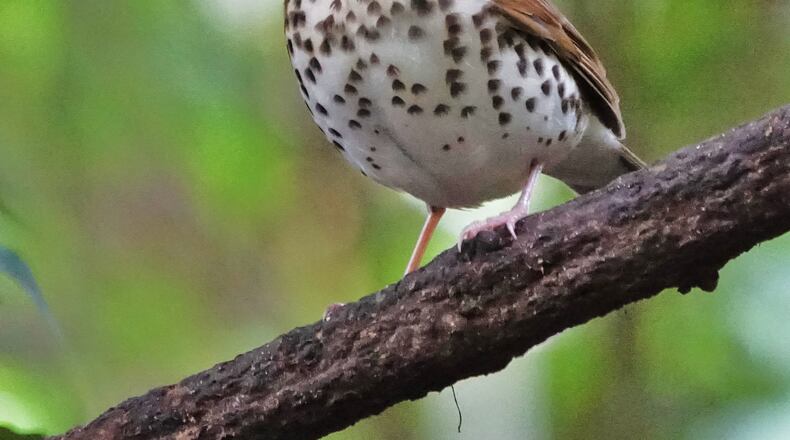 The wood thrush is one of many songbirds that nest in Georgia during spring and summer and fly south for the winter. Like other migratory birds, it has developed instincts to help it survive hurricanes.