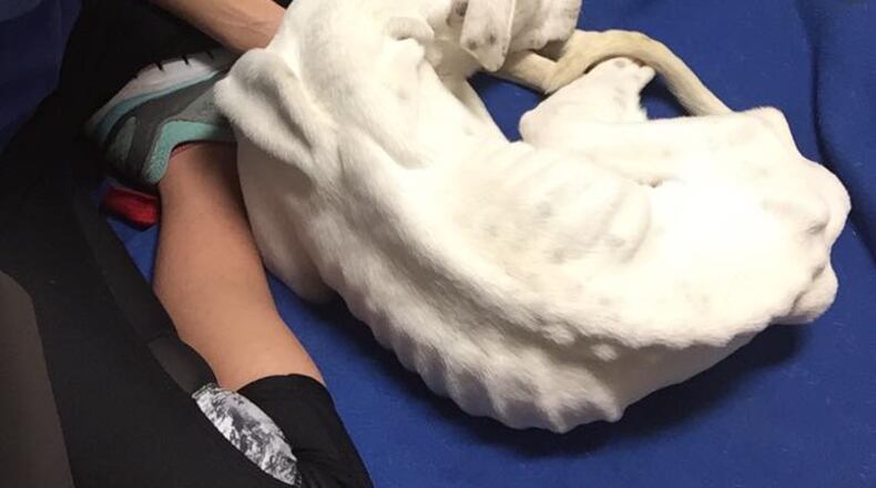 Lucky was down to skin and bones by the time he was discovered at an empty house in Smyrna. Photo: courtesy Justine Stinnett