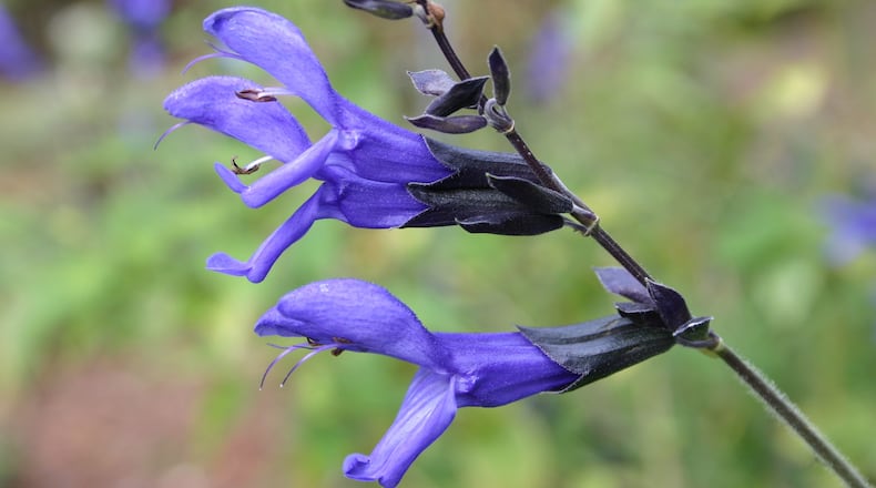 Perennial salvia is guaranteed to attract pollinating insects to a garden.