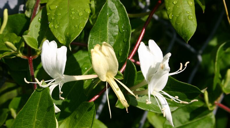 Sweet-scented flowers adorn this invasive honeysuckle vine. PHOTO CREDIT: Walter Reeves