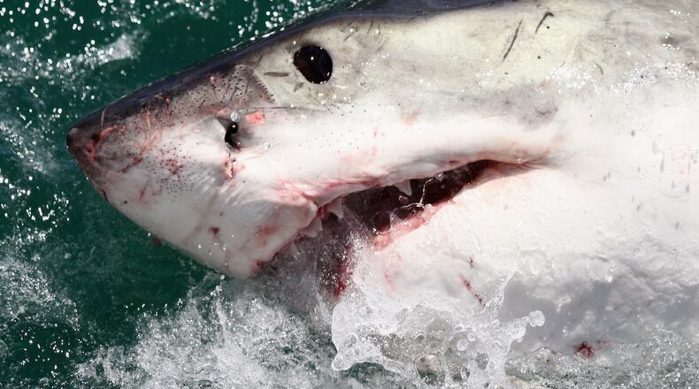 Great white shark