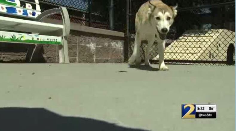 A dog was rescued from a Duluth balcony after being left without food or water for 13 days, authorities said.